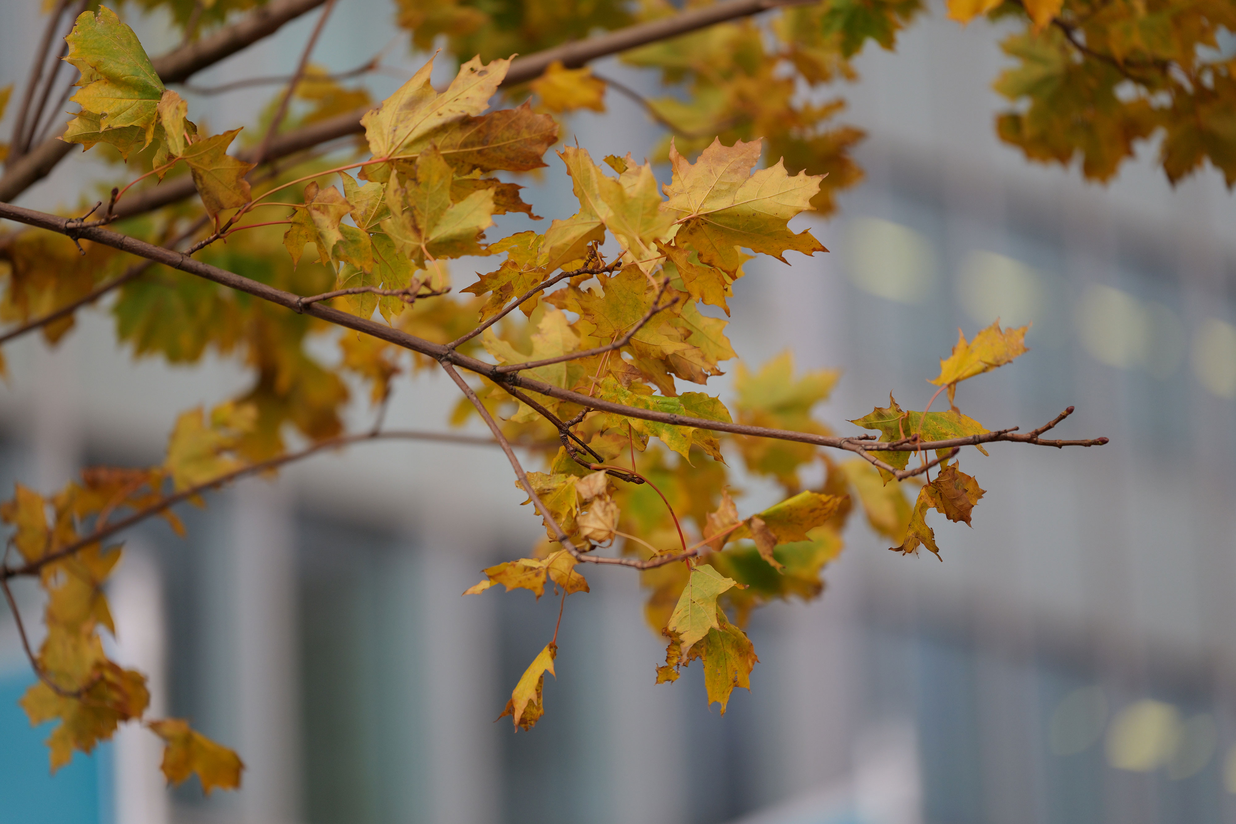 Bokeh des Sigma 70-200 DG DN OS S