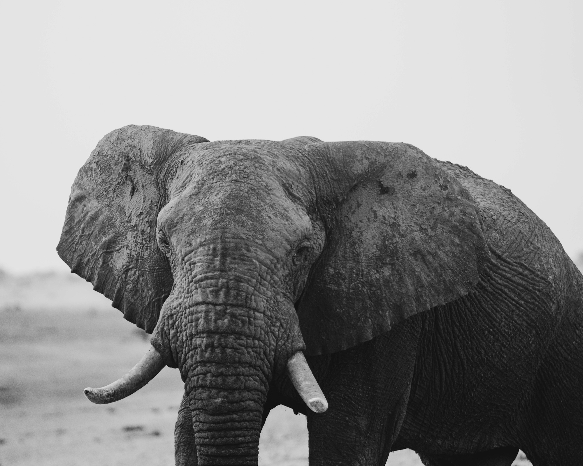 Live-Talk Auf Safari in Botswana mit Lisa und Paul HÃ¼ttemann Bild 2