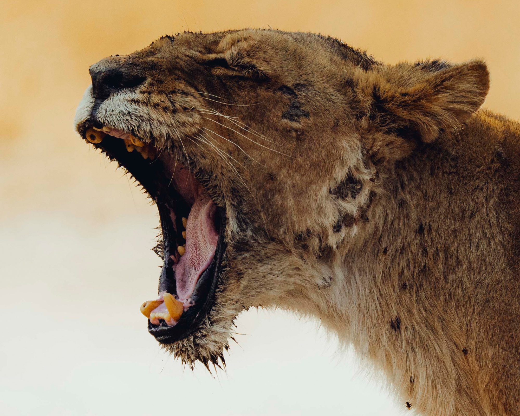 Live-Talk Auf Safari in Botswana mit Lisa und Paul HÃ¼ttemann Bild 3