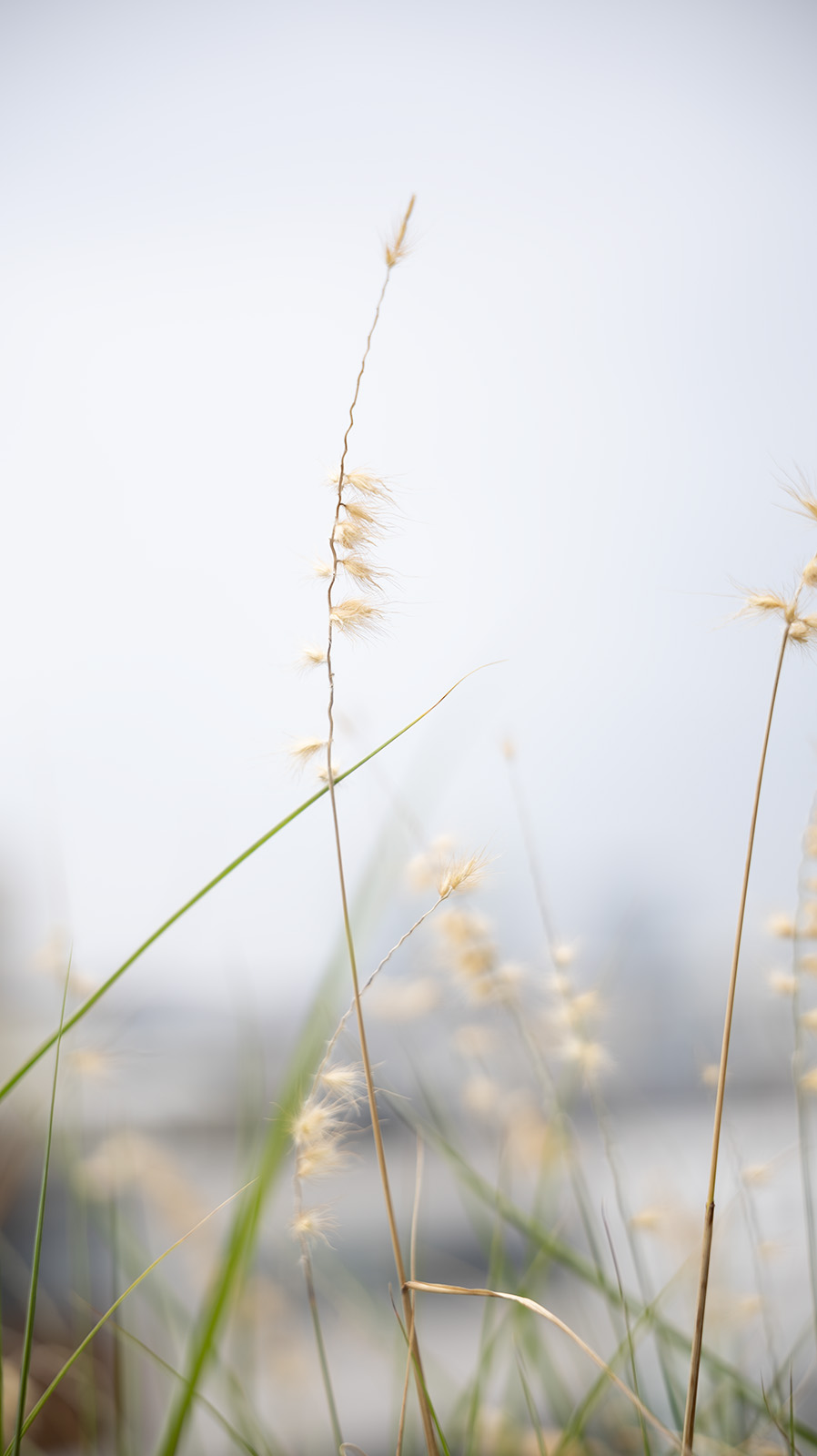 Canon 28-70mm, f2.8, 1 250s 