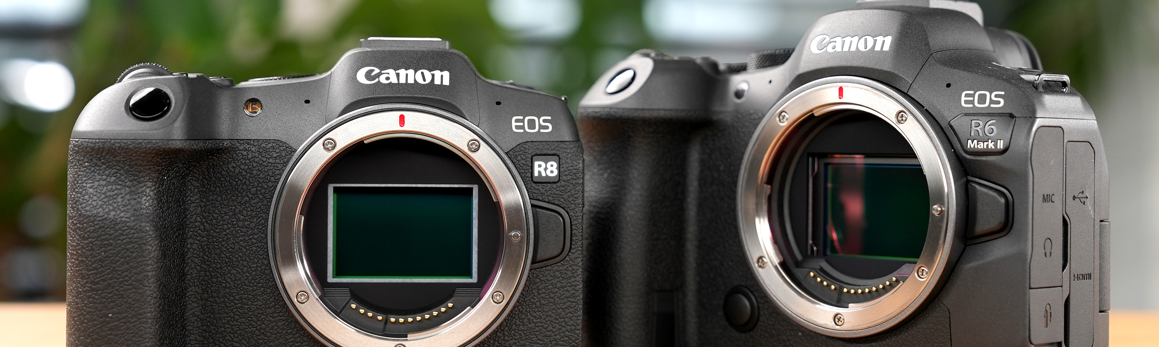 Canon EOS R8 vs. R6 Mark II Foto Koch