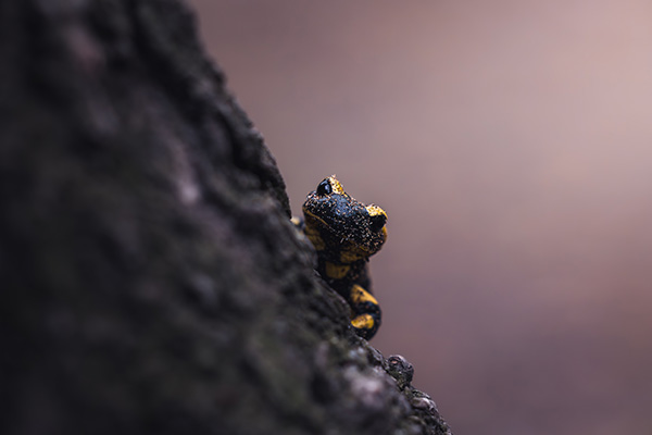 Testbericht Canon RF 70-200mm f 2.8