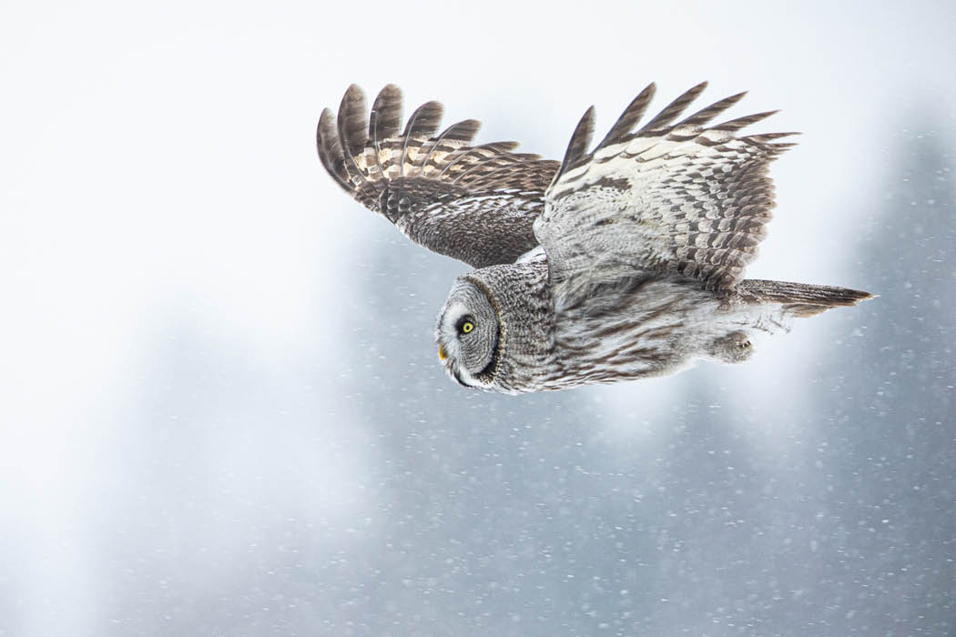 Skandinavien Chris Kaula