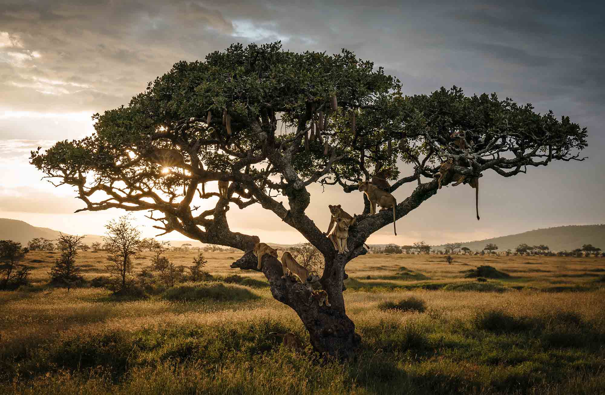 Tierfotografie Sony Chris Schmid