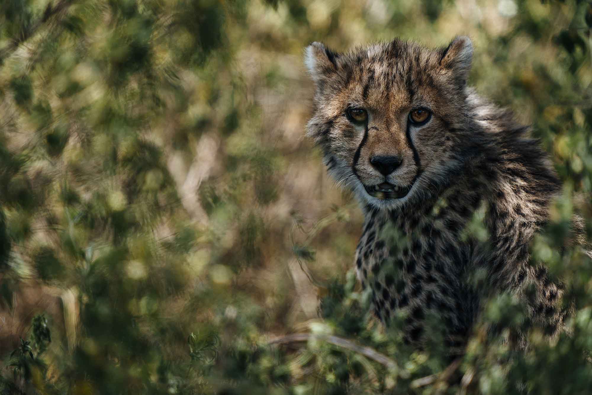 Tierfotografie Sony Chris Schmid