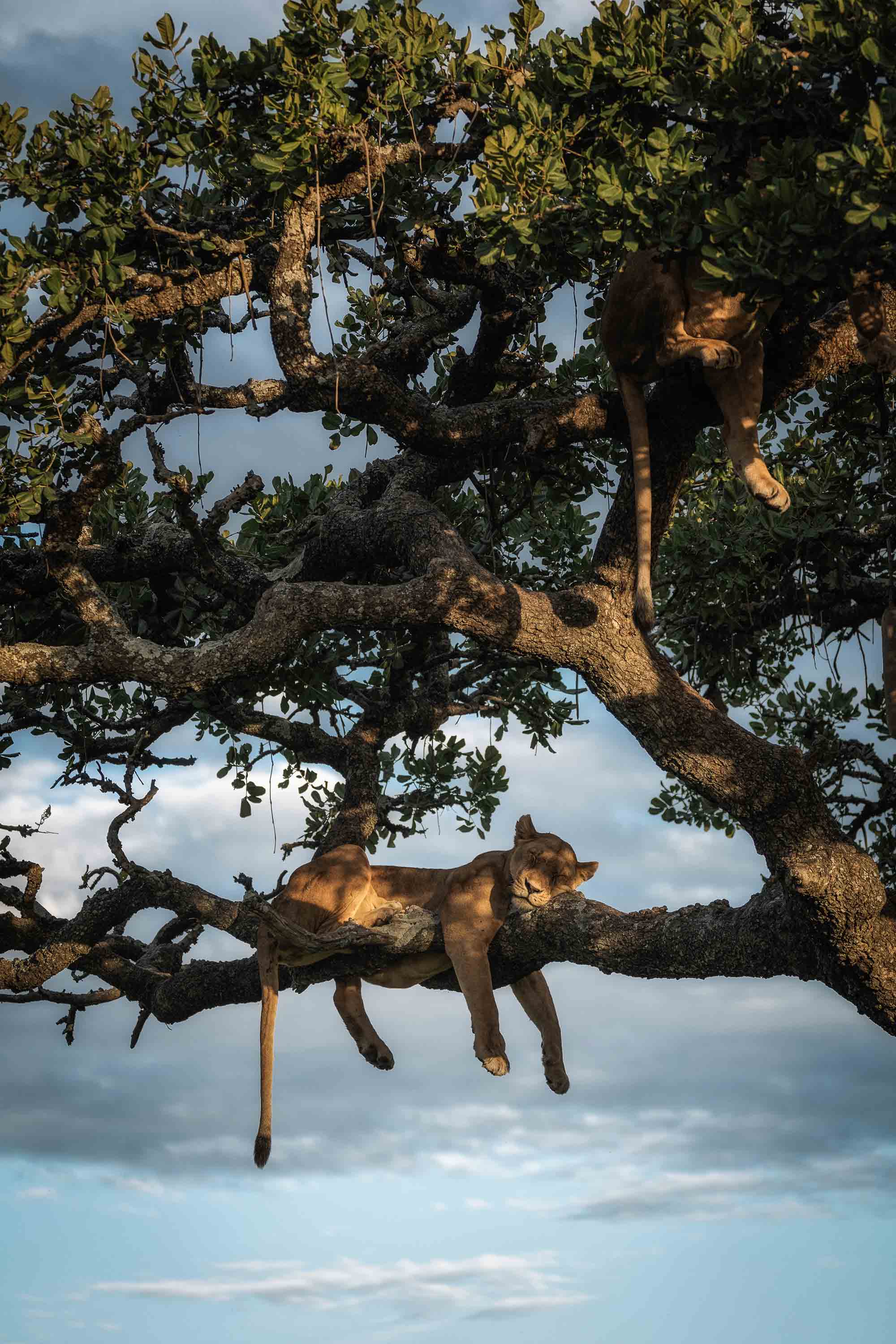 Tierfotografie Sony Chris Schmid