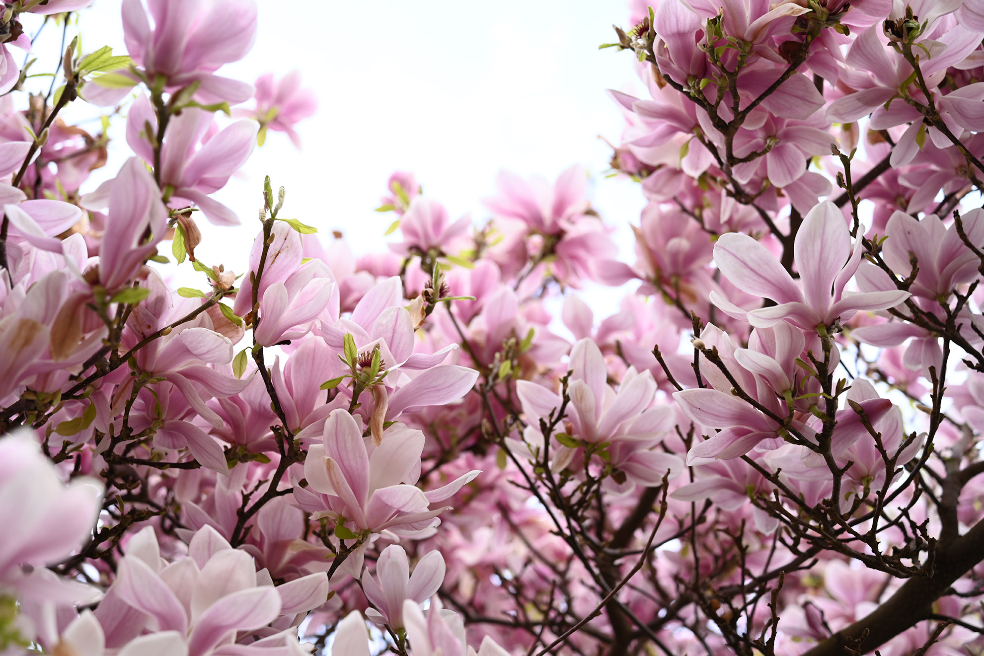 Chromatische Aberration und Schärfe des 28-75 für Nikon Z