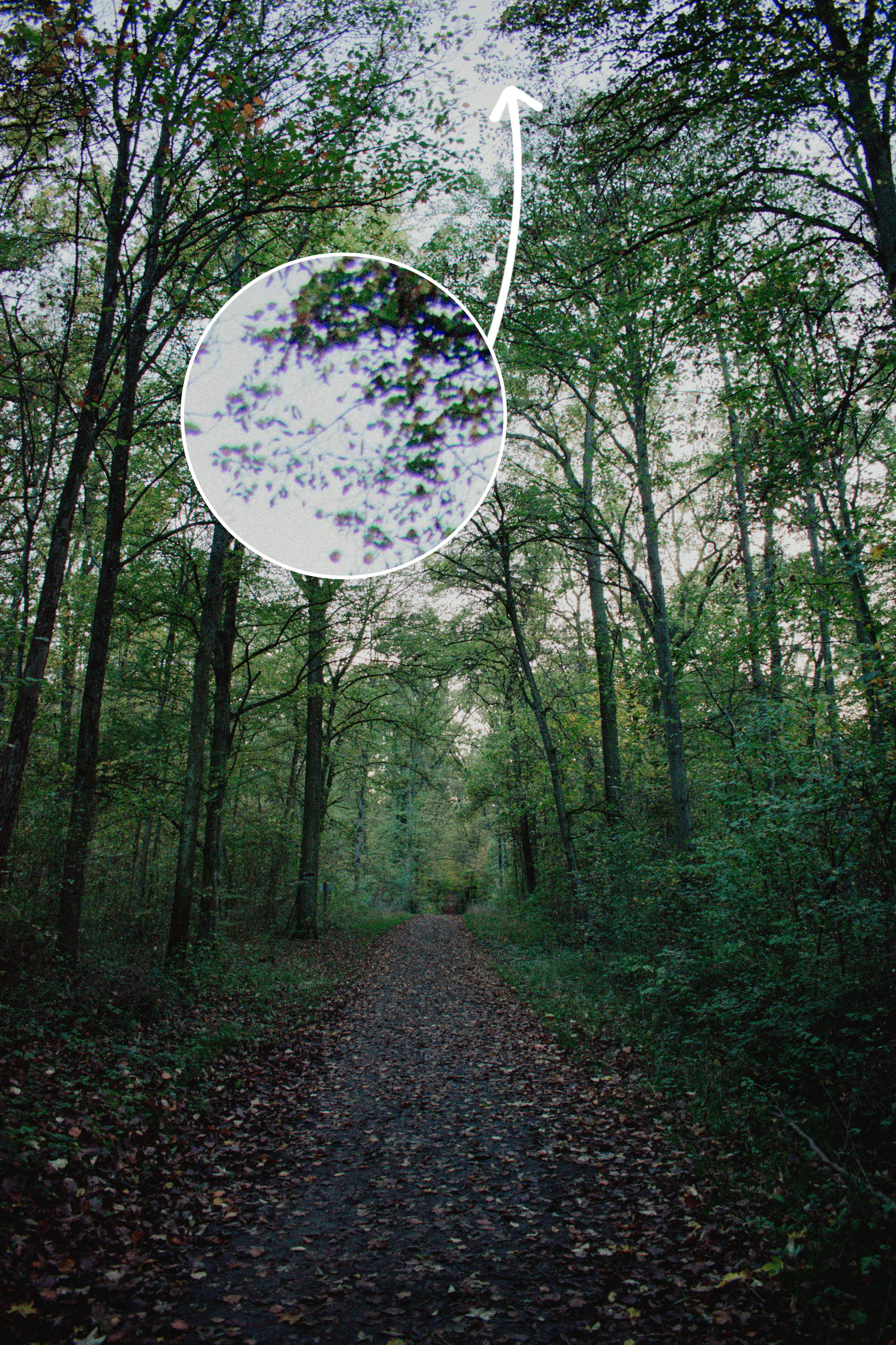 Praxisbeispiel von chromatischen Aberrationen an BlÃ¤ttern