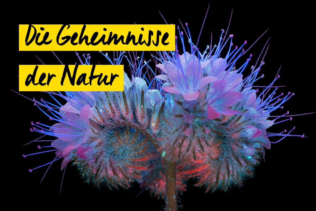 Die Geheimnisse der Natur