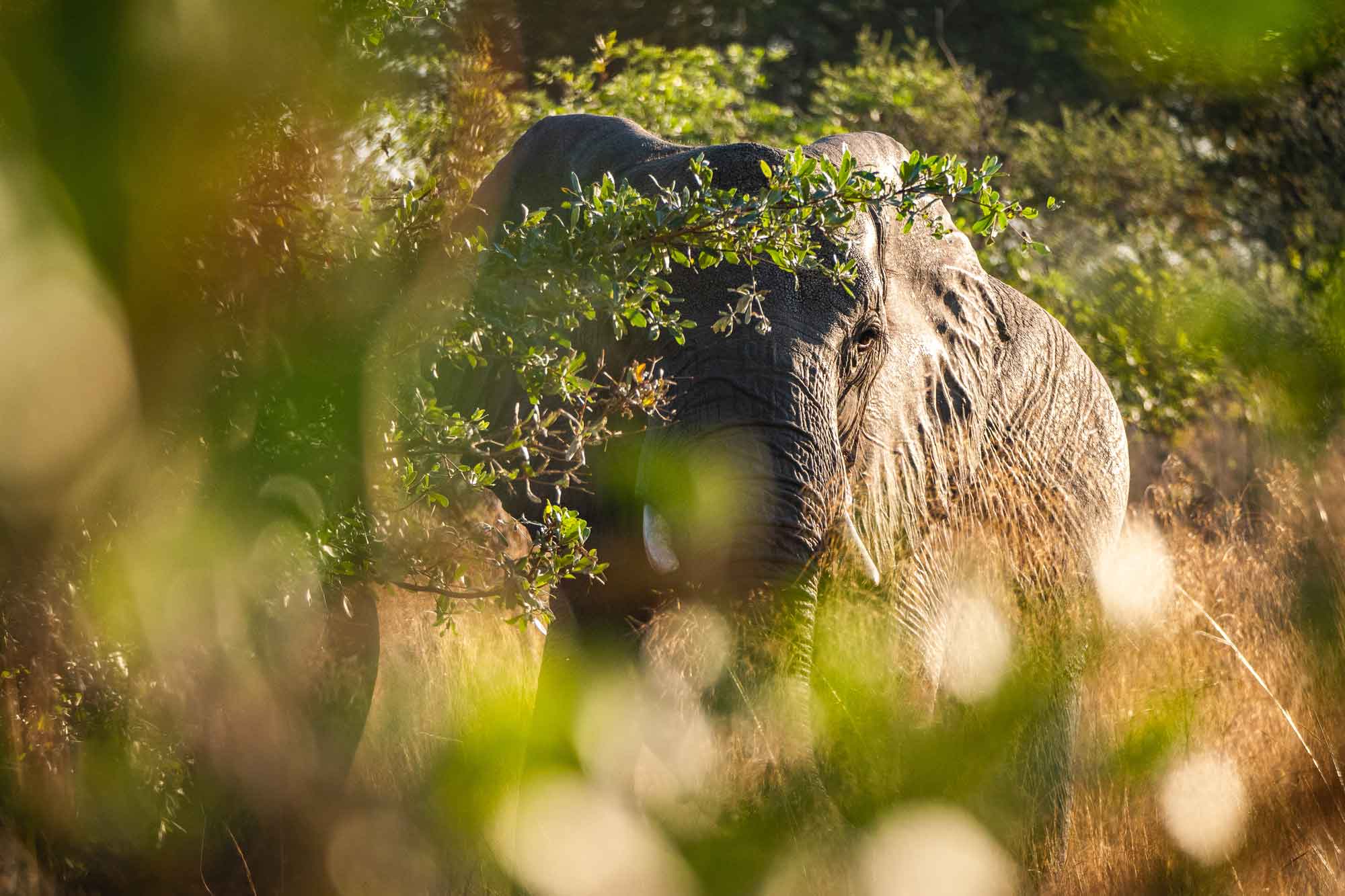 elefant-afrika-panasonic