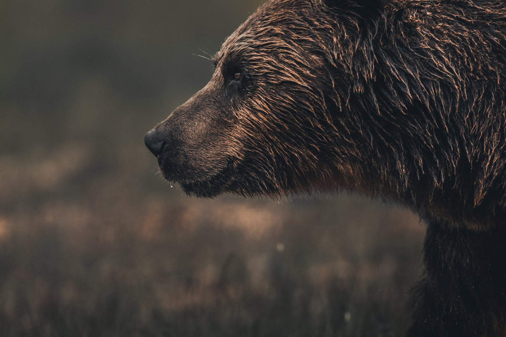 Nahaufnahme eines B&auml;ren