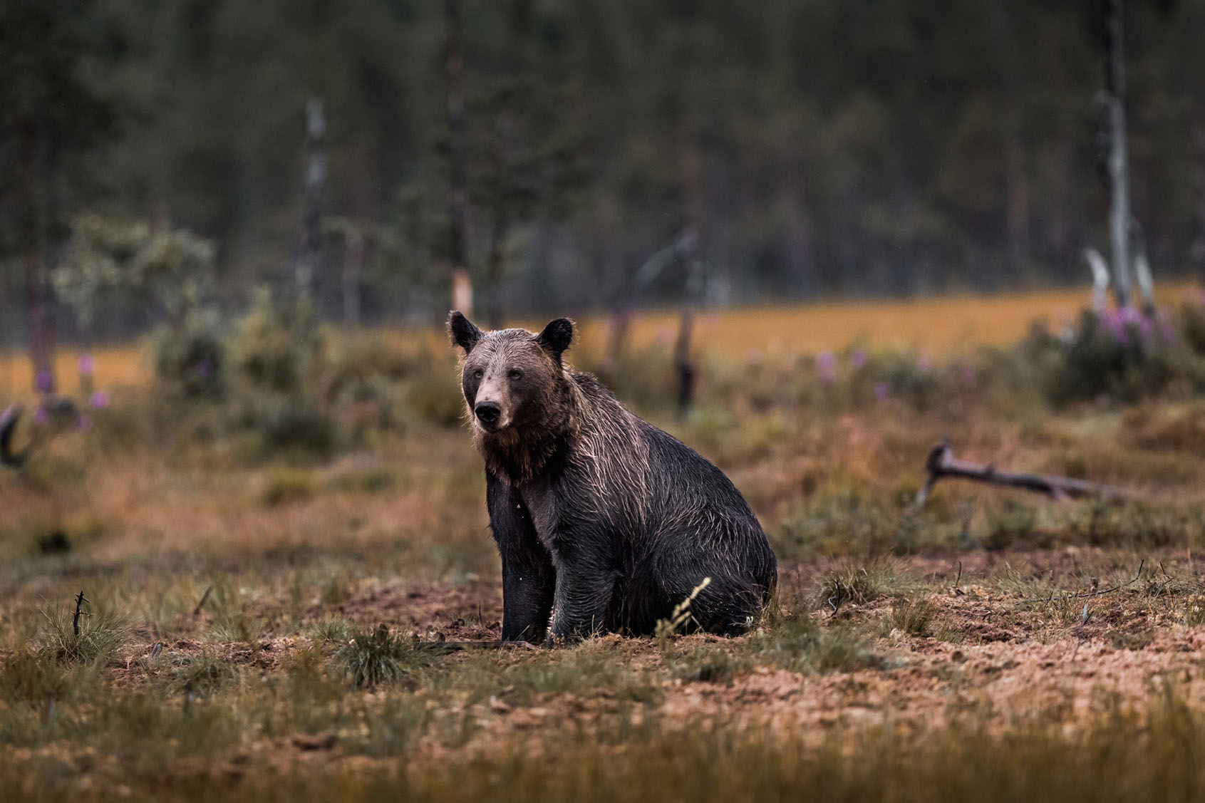 B&auml;r in der Wildnis