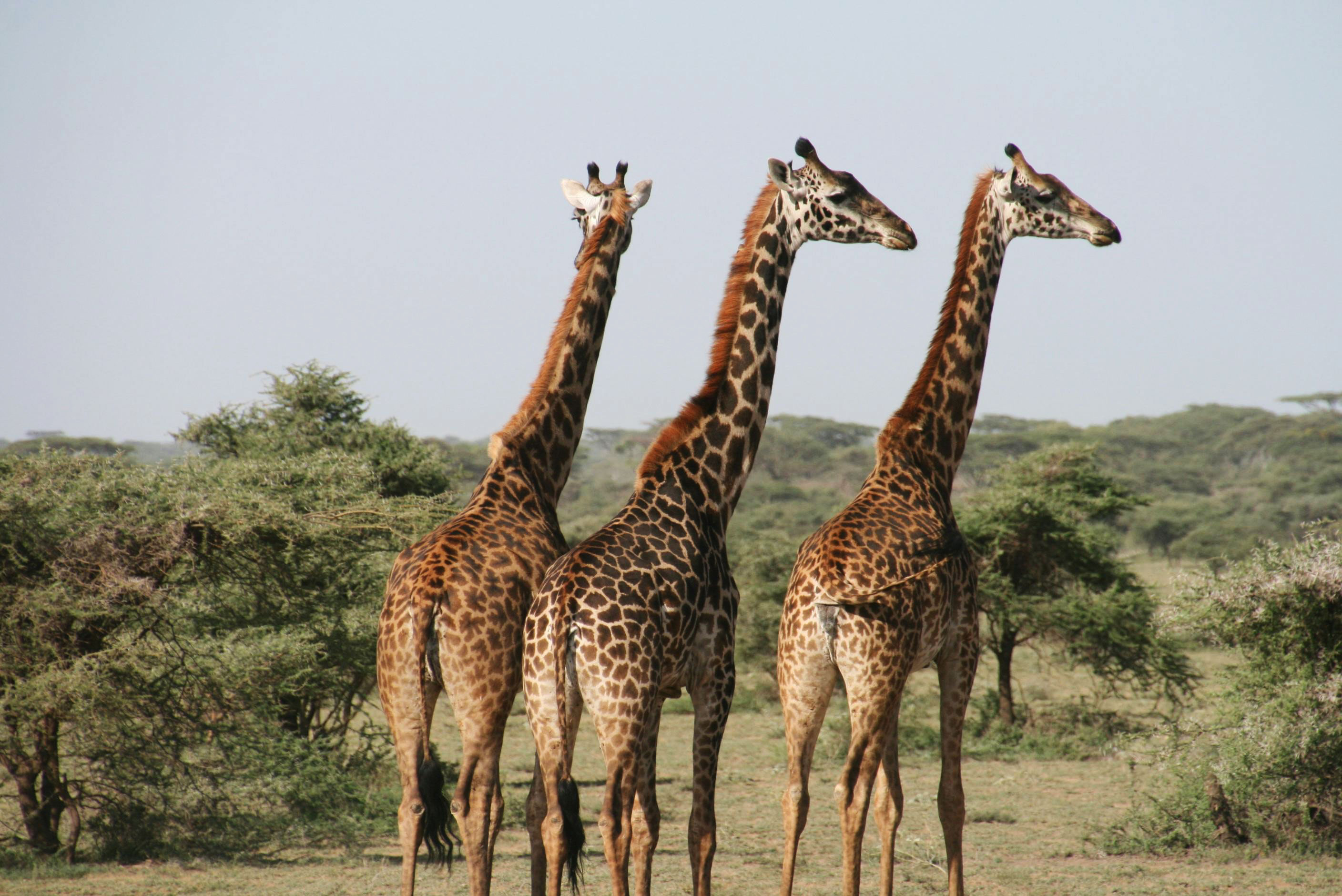 Giraffen, LÃ¶wen und andere Tiere bei der Safari beobachten