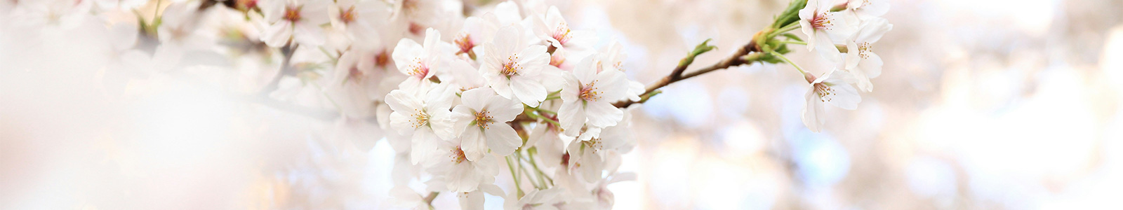 Fit for the photo season Foto Koch Blog Header Image