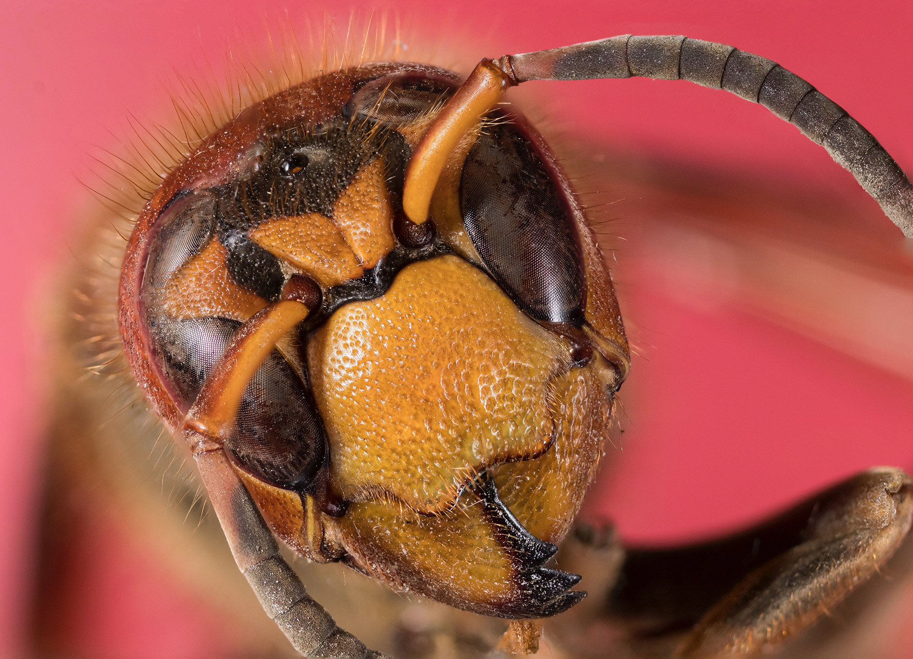 Insekten Detailaufnahmen mit einem Makroobjektiv und Focusstacking