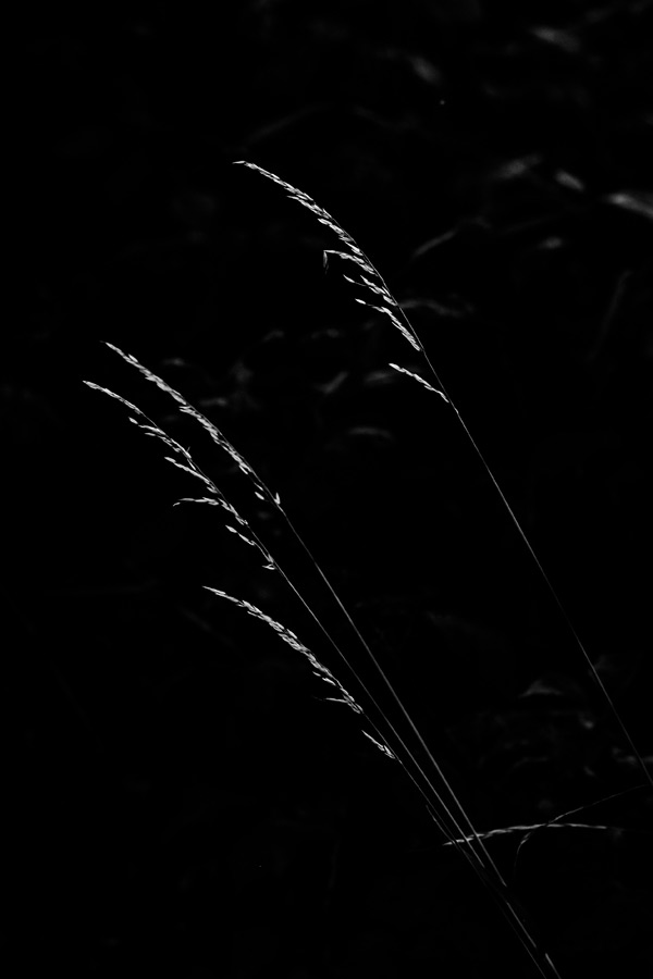 foto-koch-artikel-thomas-stelzmann-silberstreifen-graeser-1