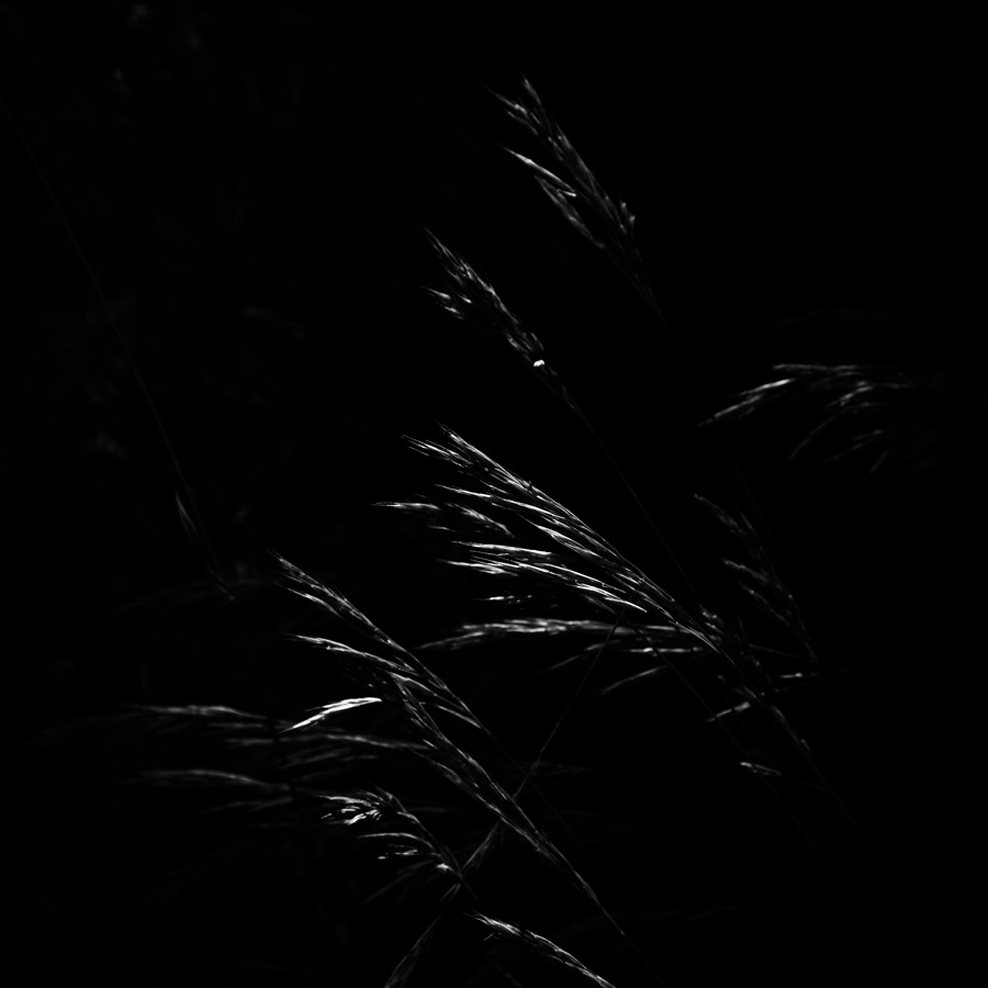 foto-koch-artikel-thomas-stelzmann-silberstreifen-graeser-2