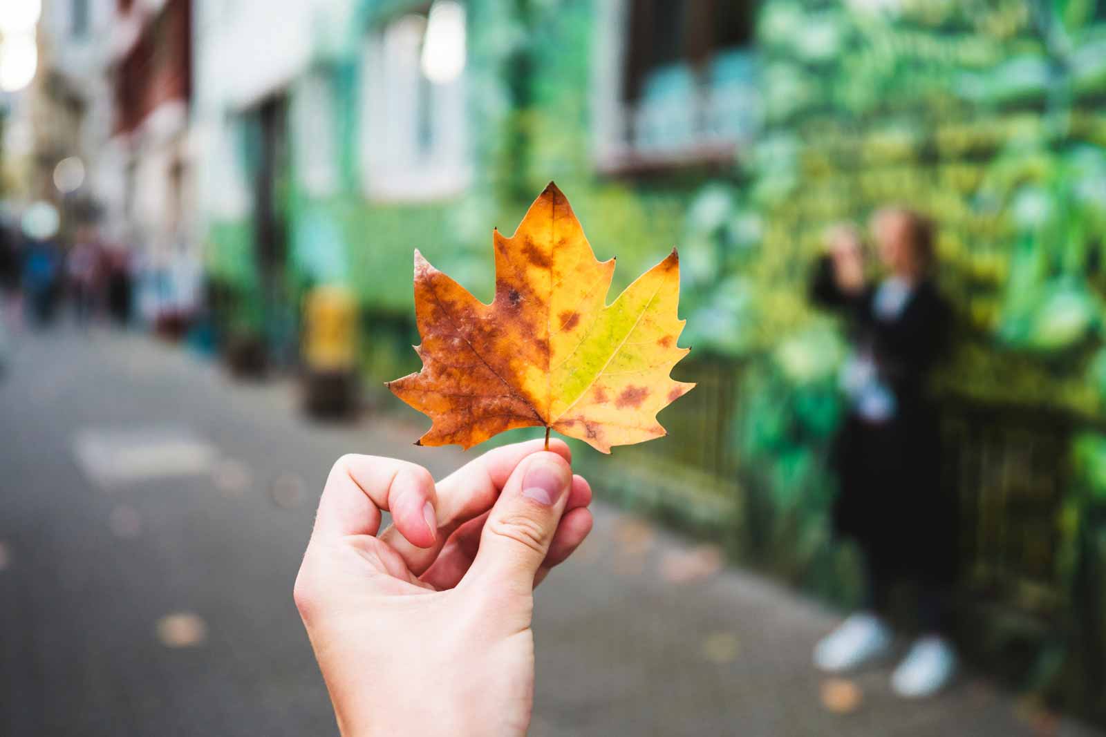 herbstblatt vor grünem Hintergrund