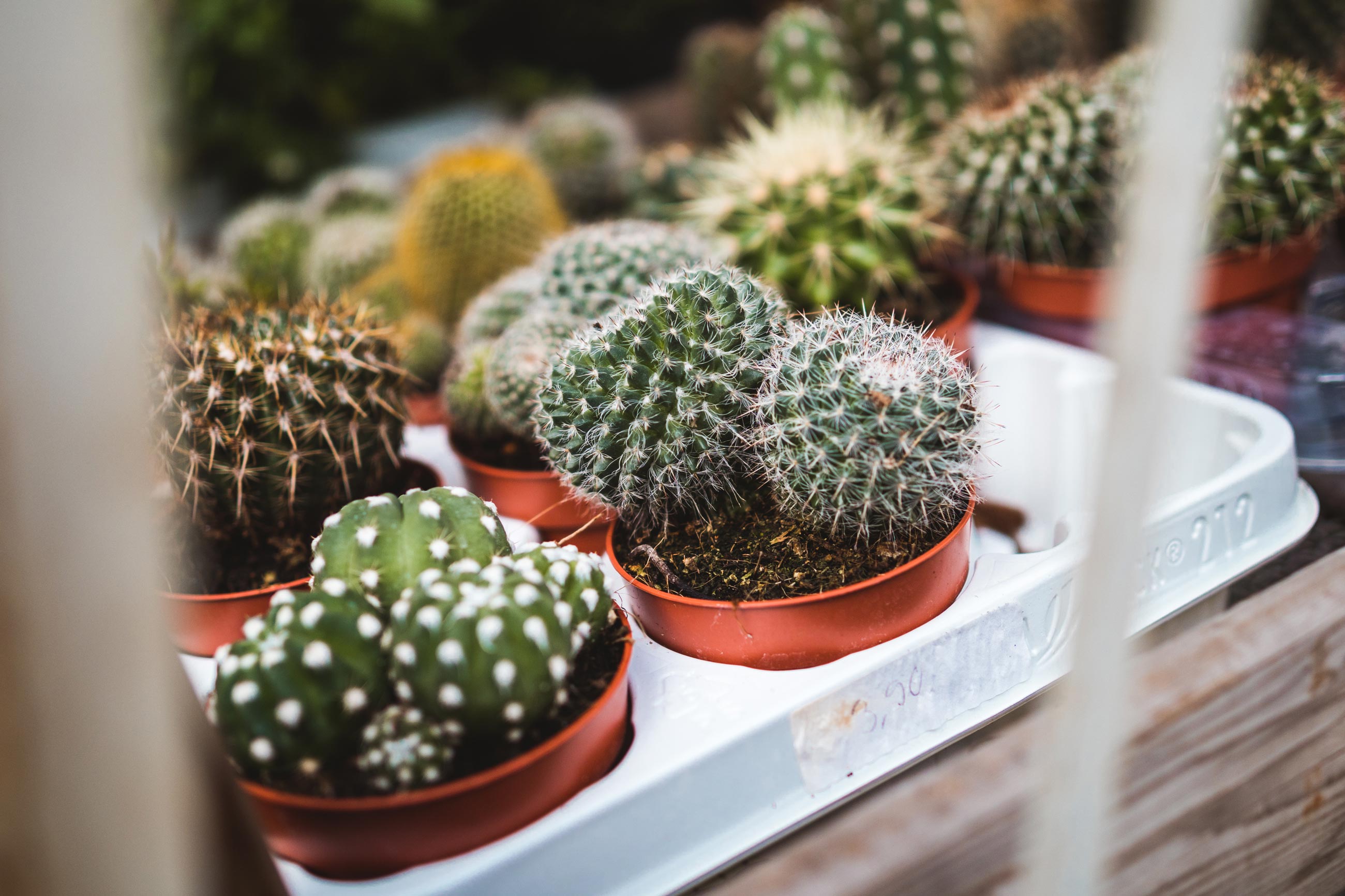 Fotografieren mit offener Blende