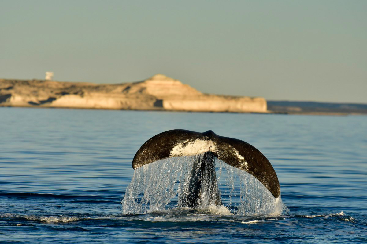 Patagonien Patagonien