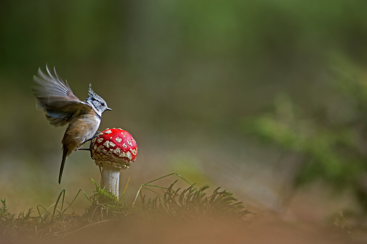 Fotowettbewerb Natur Platz 3 Heinz Buls