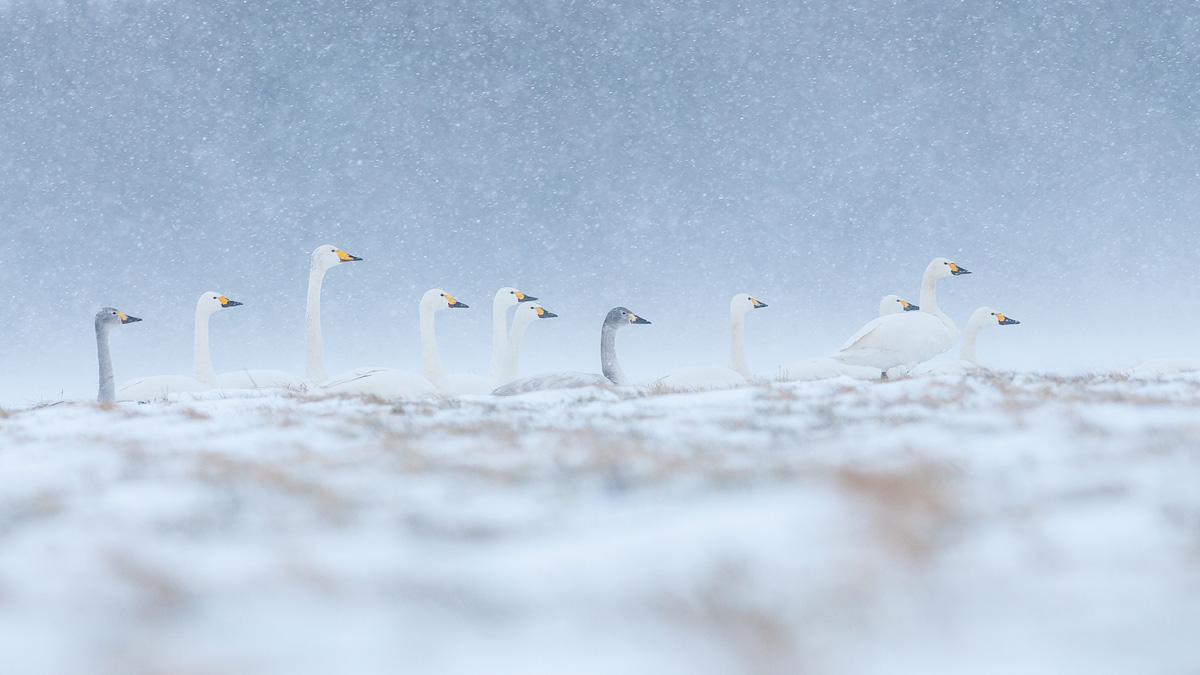 Fotowettbewerb Natur Platz 5 Rolf Mraz