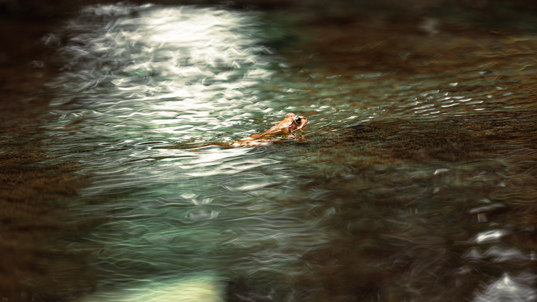 Detailaufnahme Frosch - Nikon Nikkor Z 70-200mm f/2,8 VR S