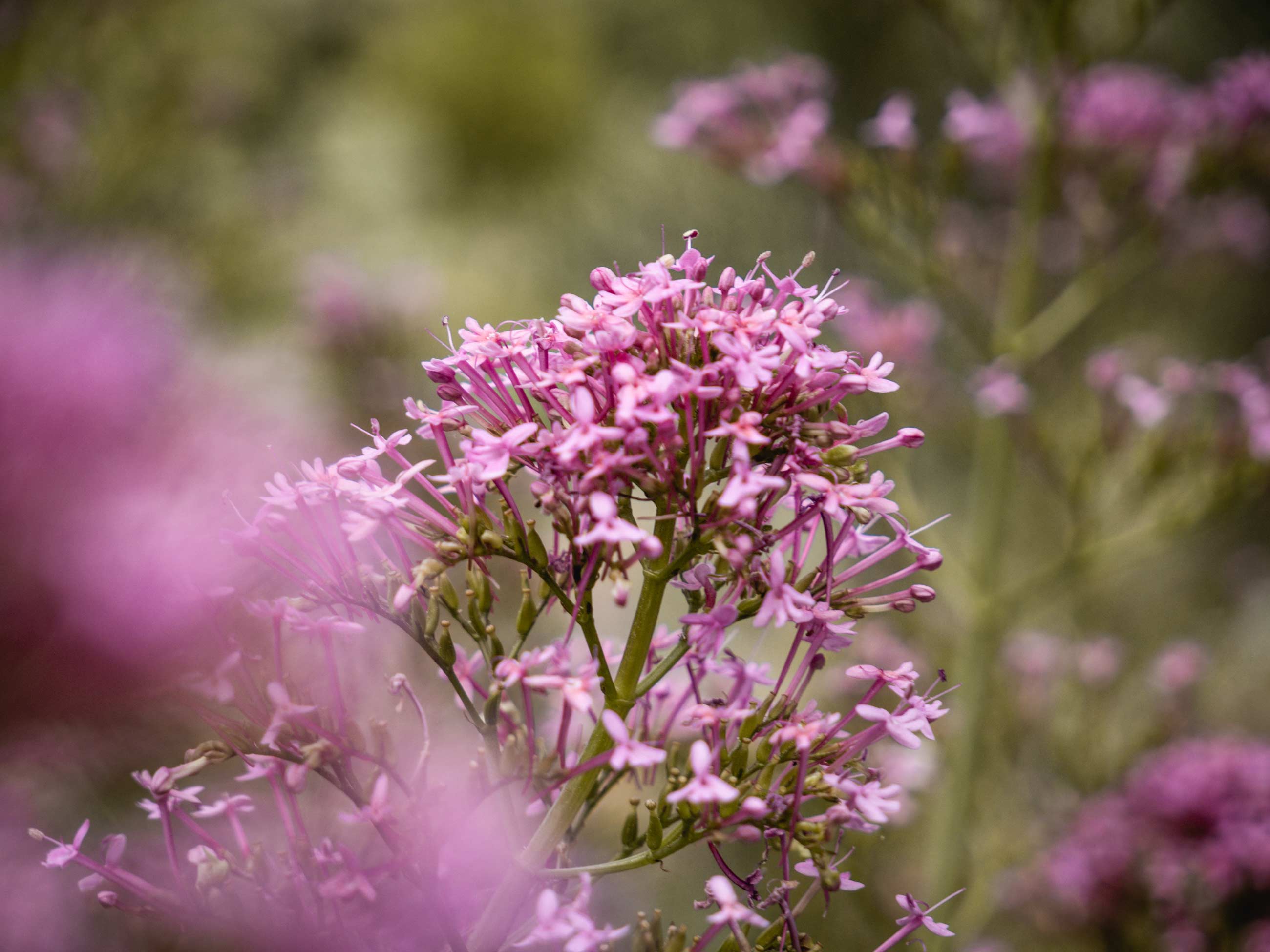 testbilder von der Lumix G91