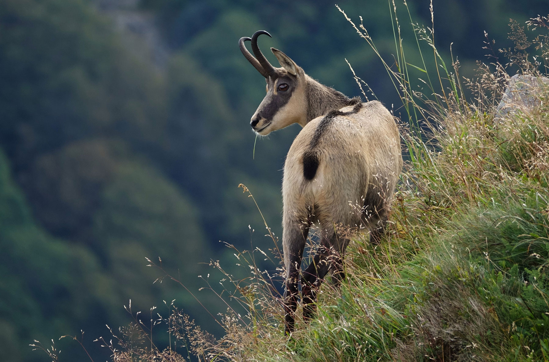 Gämse, Murmeltiere und andere Tiere beim Wandern beobachten