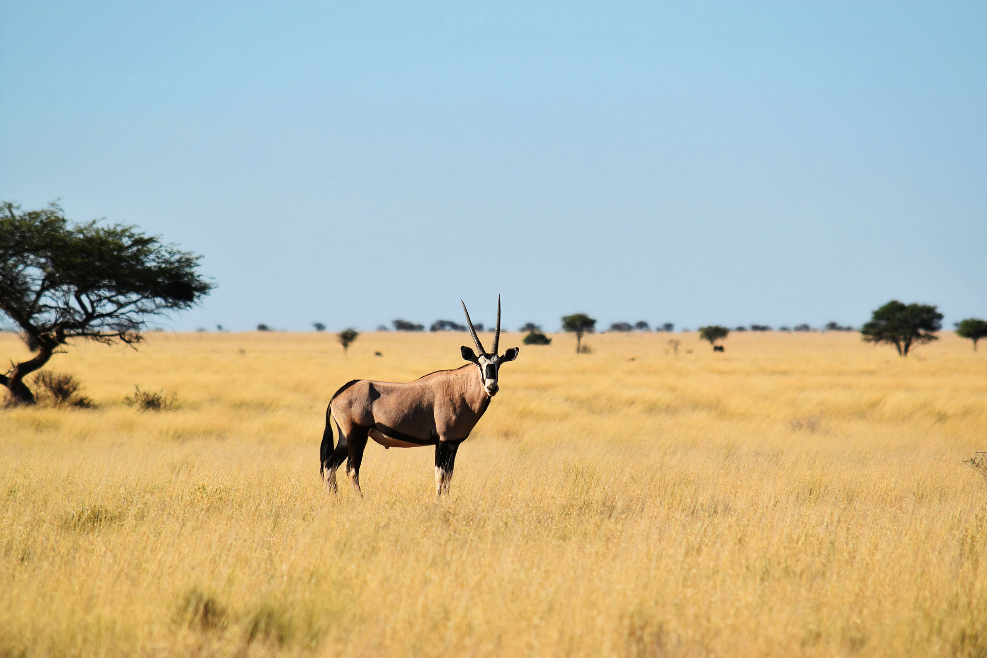 Gazellen beobachte mit einem Fernglas auf der Safari