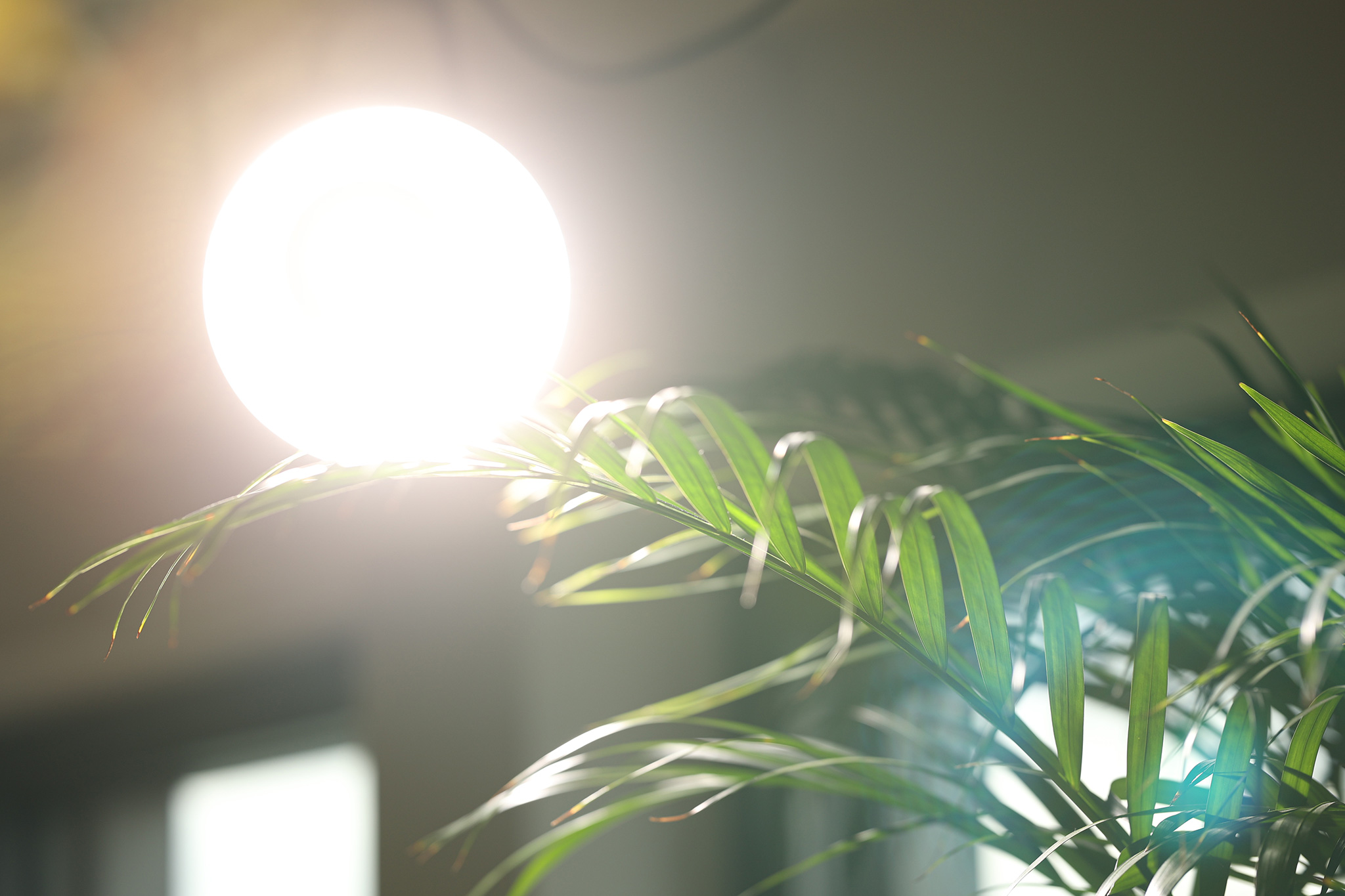 Gegenlichtaufnahme für Chromatische Abberationen und Flaring