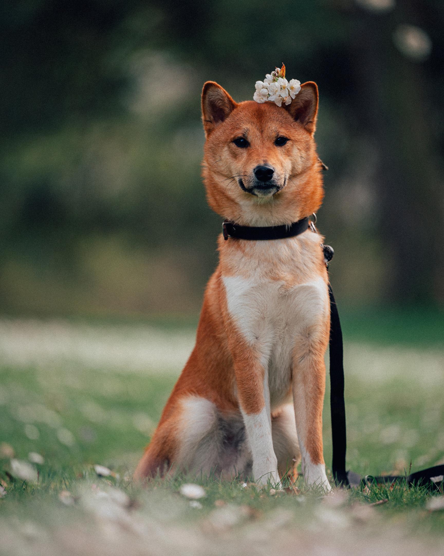 Hunde fotografieren mit dem Teleobjektiv