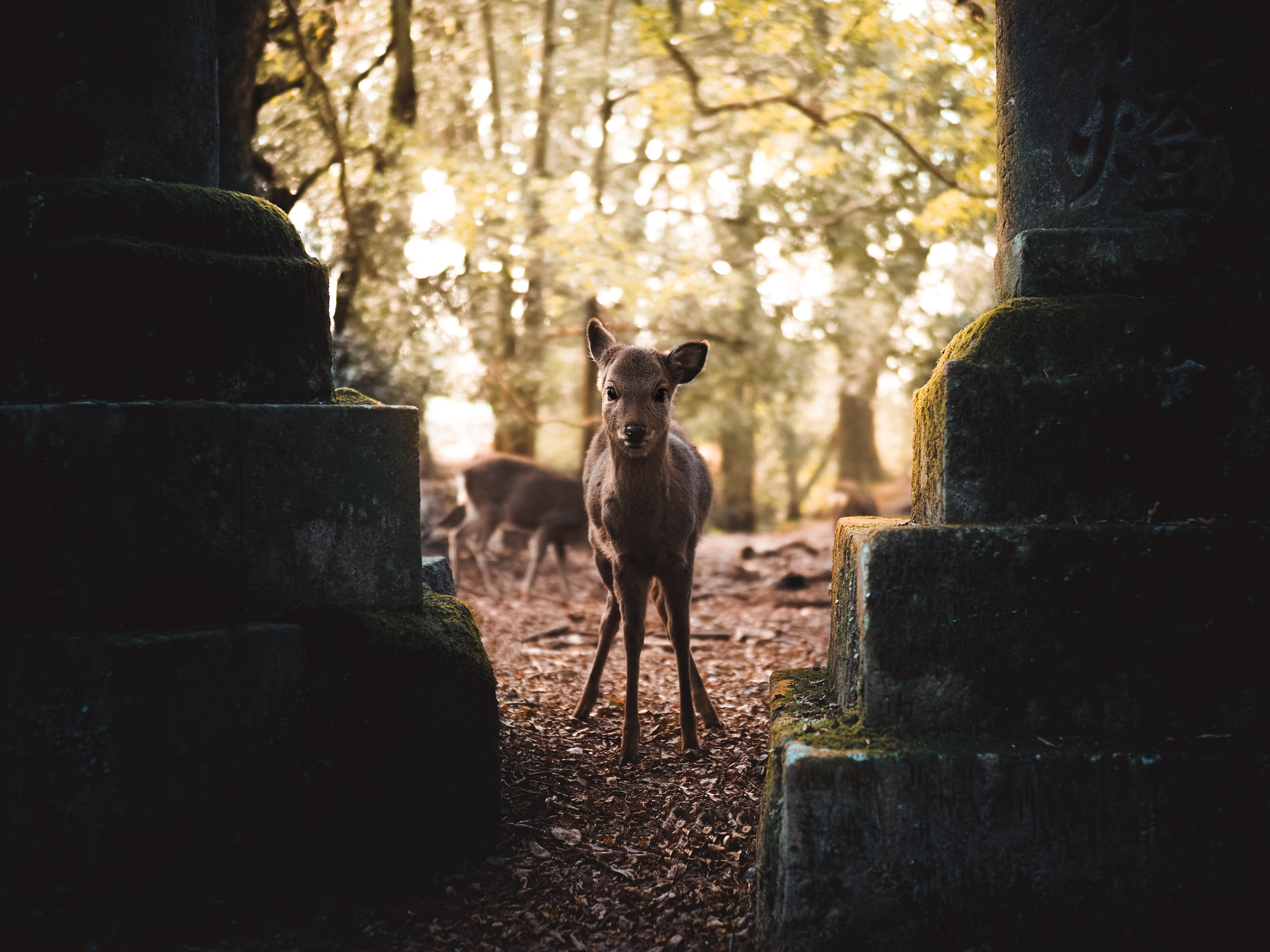 Germanroamers Olympus E-M1X