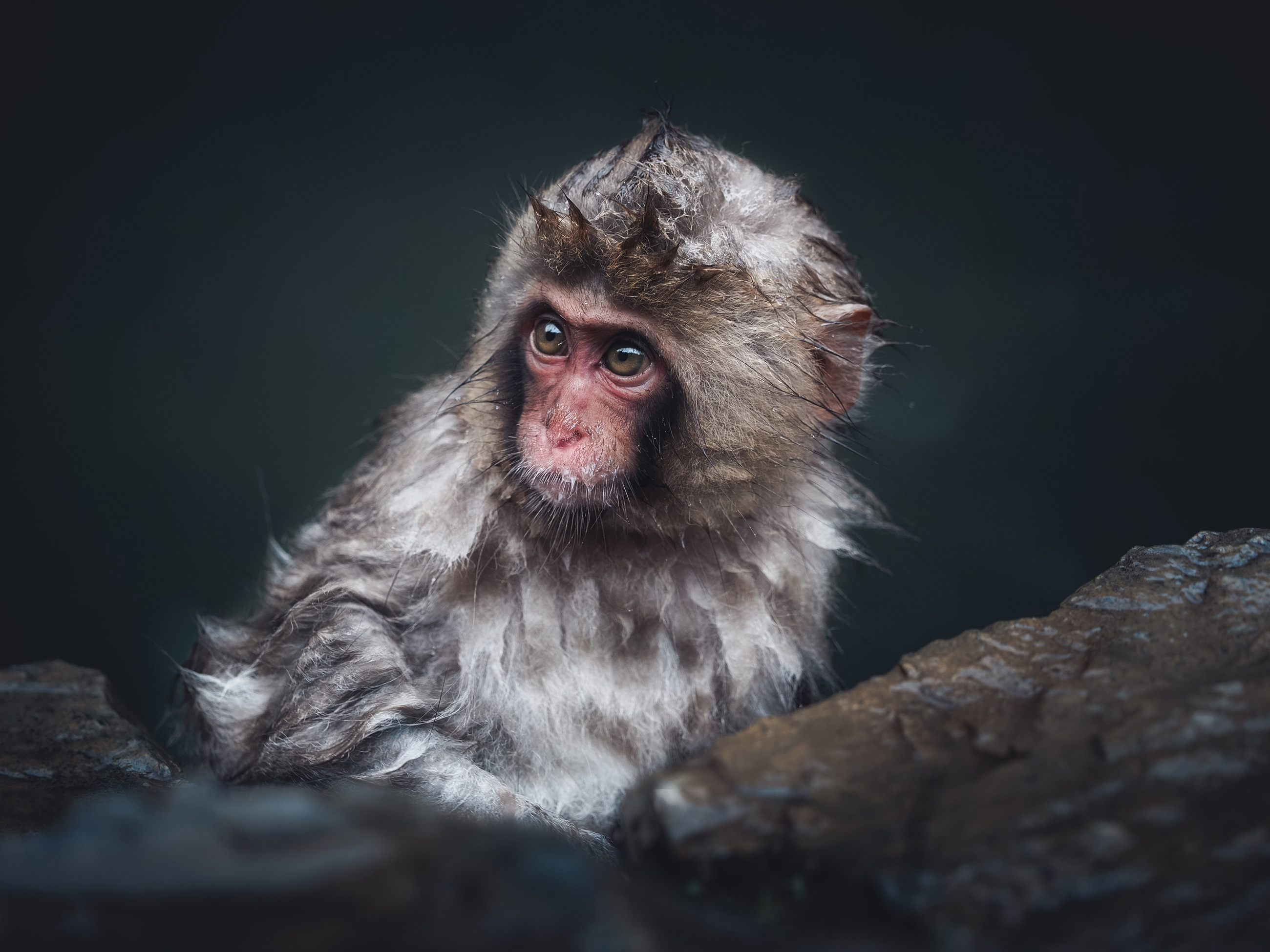 Germanroamers Olympus E-M1X