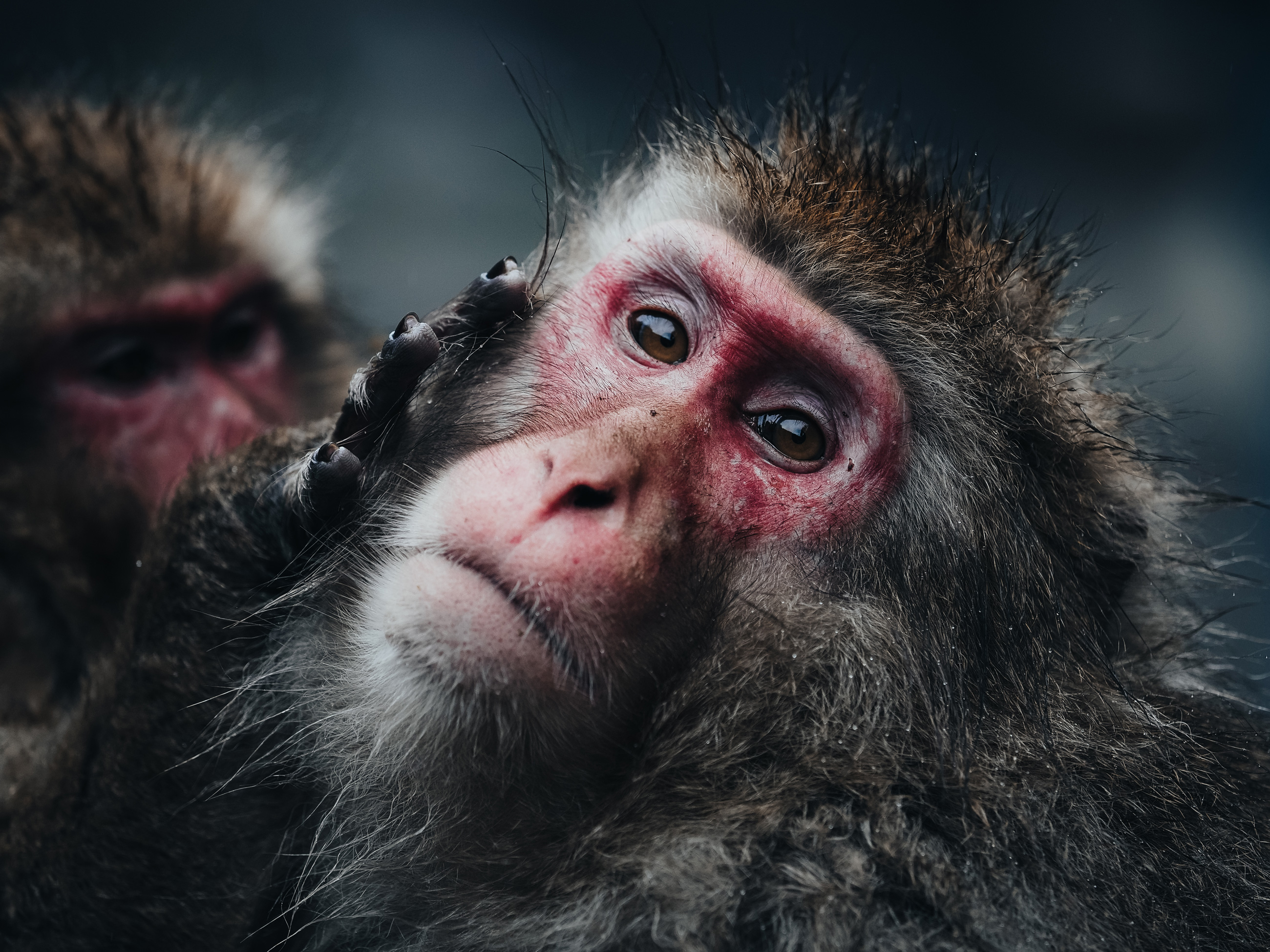 Germanroamers Olympus E-M1X