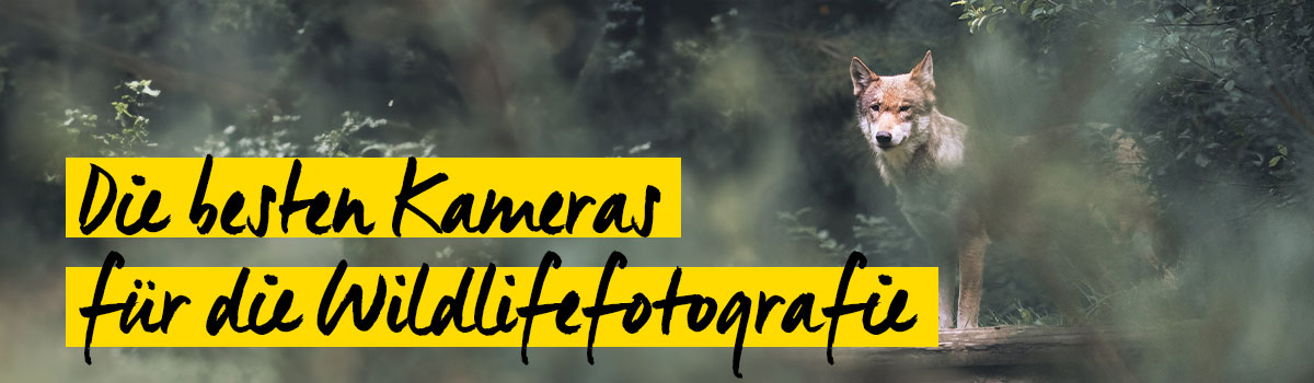 Ratgeber - Kameras fÃ¼r die Tierfotografie 2024