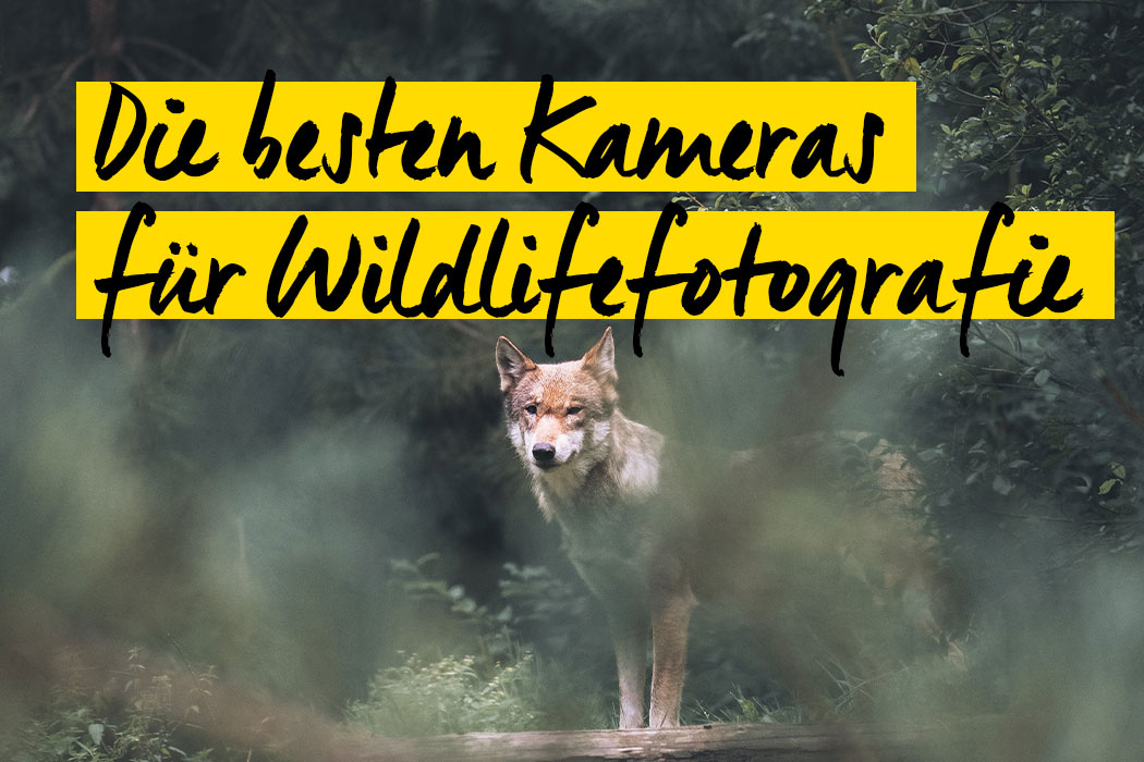 Ratgeber Kameras für die Tierfotografie 2024