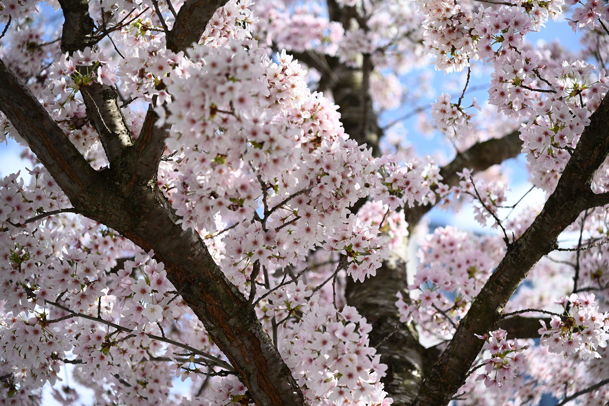 Kirschblüten Beispiel Aufnahme Tamron 28-75 für Nikon Z