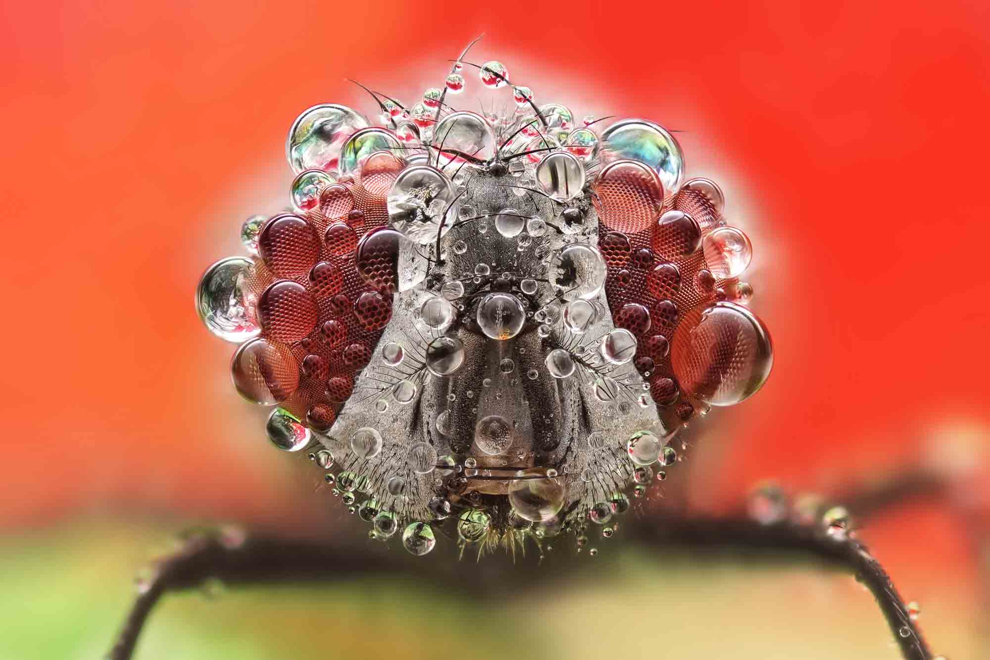 Laowa Makrofotografie