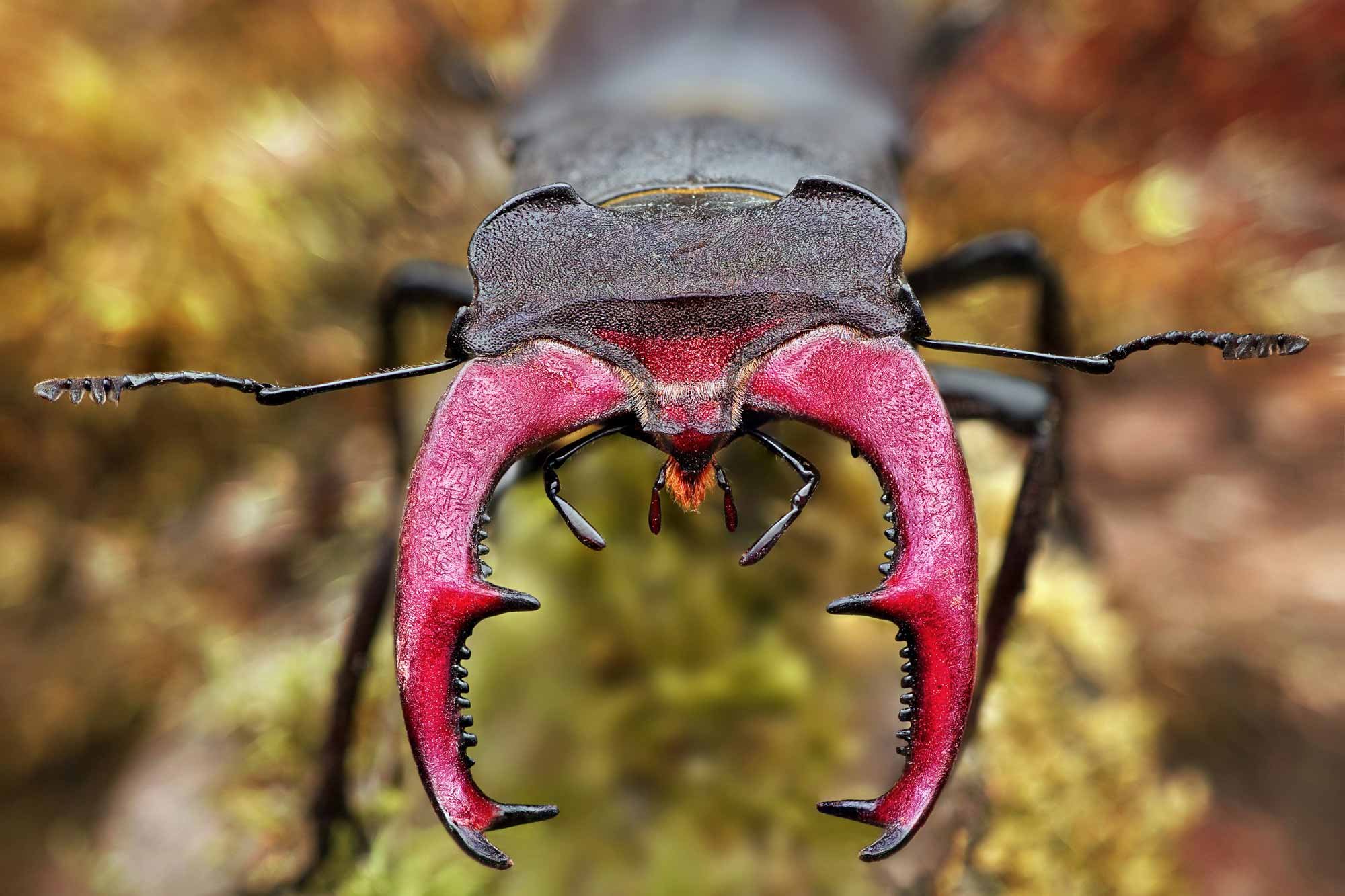 Makrofotografie Laowa