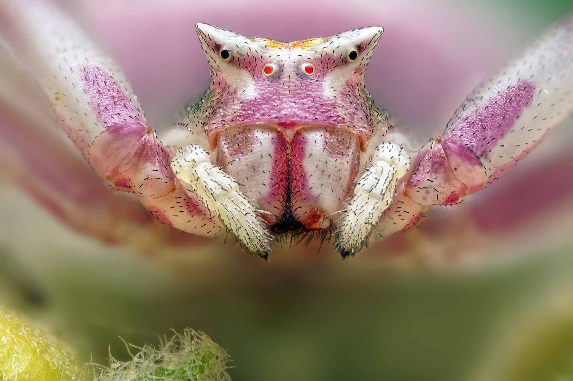 Makrofotografie Laowa