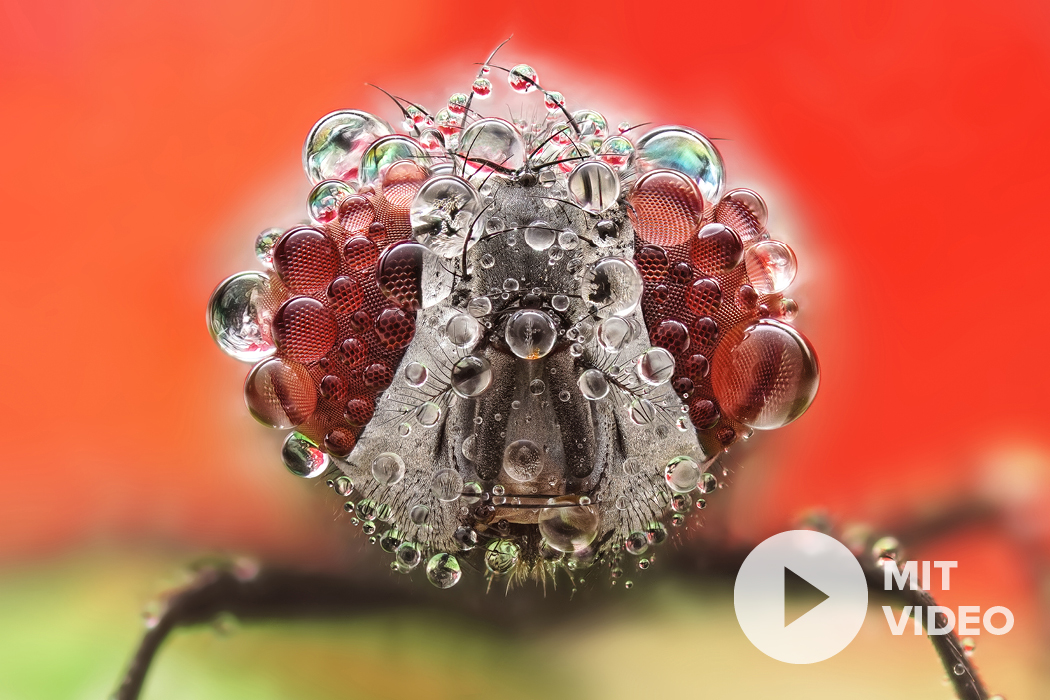 Makrofotografie Laowa