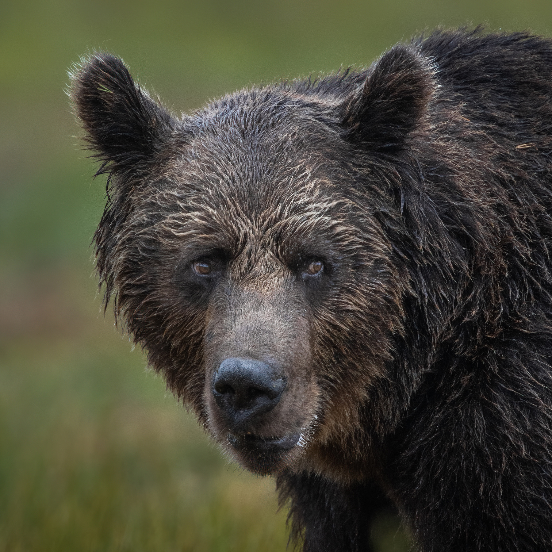 Livestream Wildlife- und Naturfotografie Alessandro Sgro Braunbär