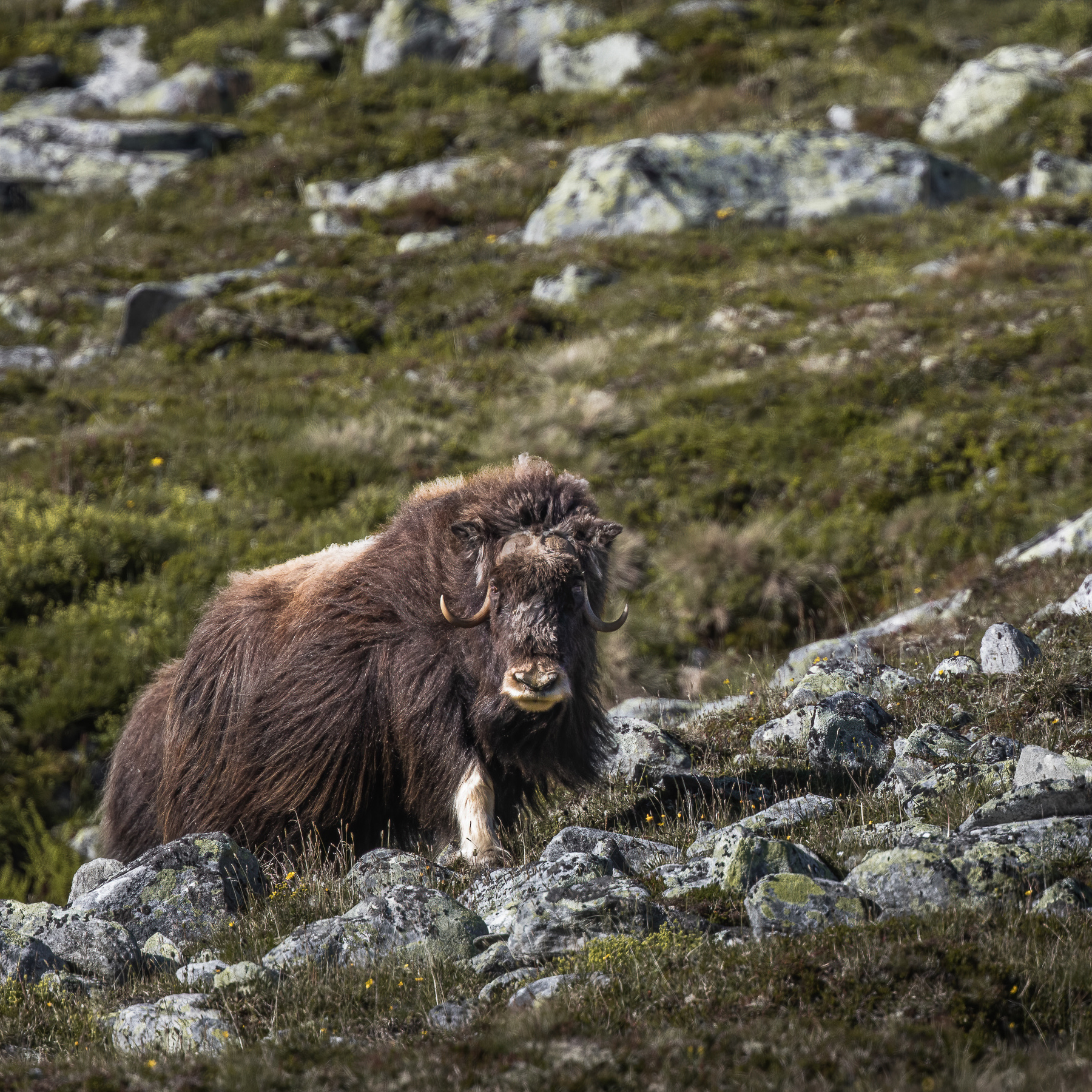 Livestream Wildlife- und Naturfotografie Alessandro Sgro Moschusochse
