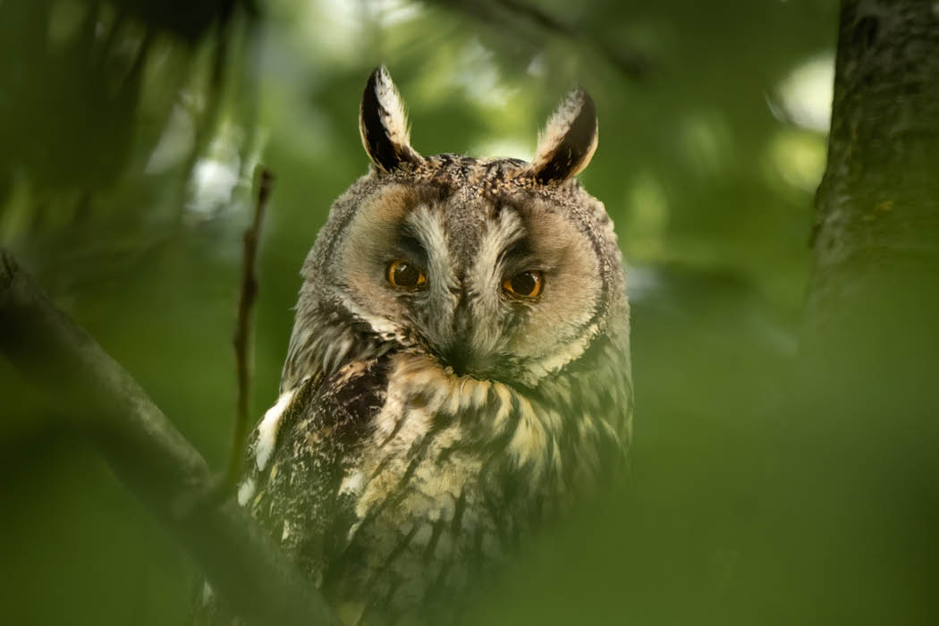 Livestream Wildlife- und Naturfotografie Eule