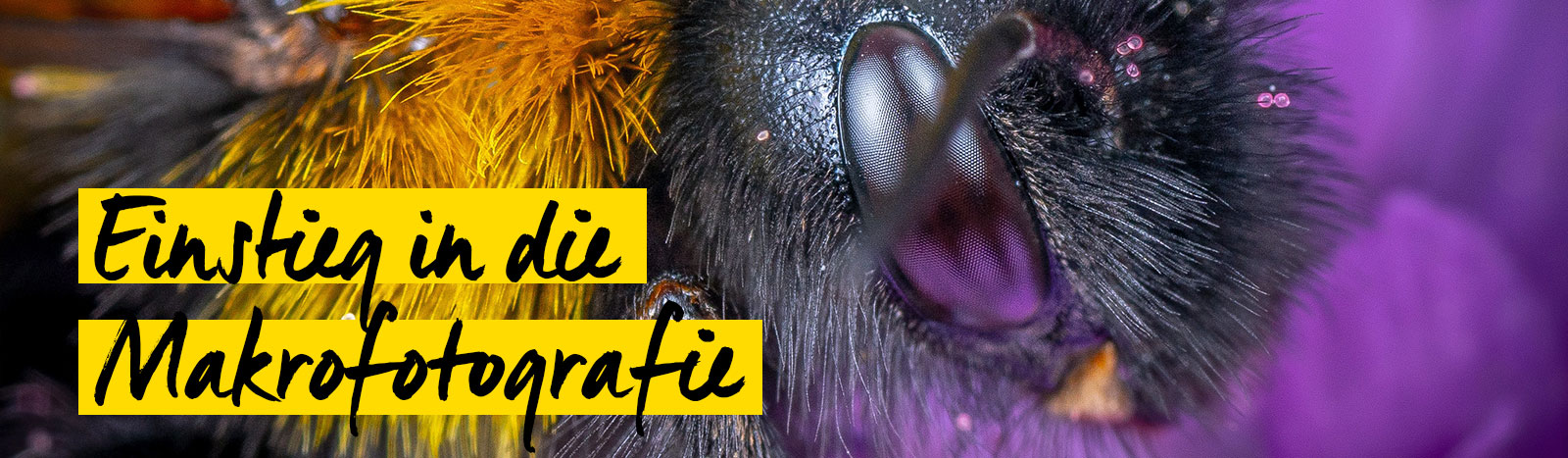 Einstieg in die Makrofotografie Einstieg in die Makrofotografie