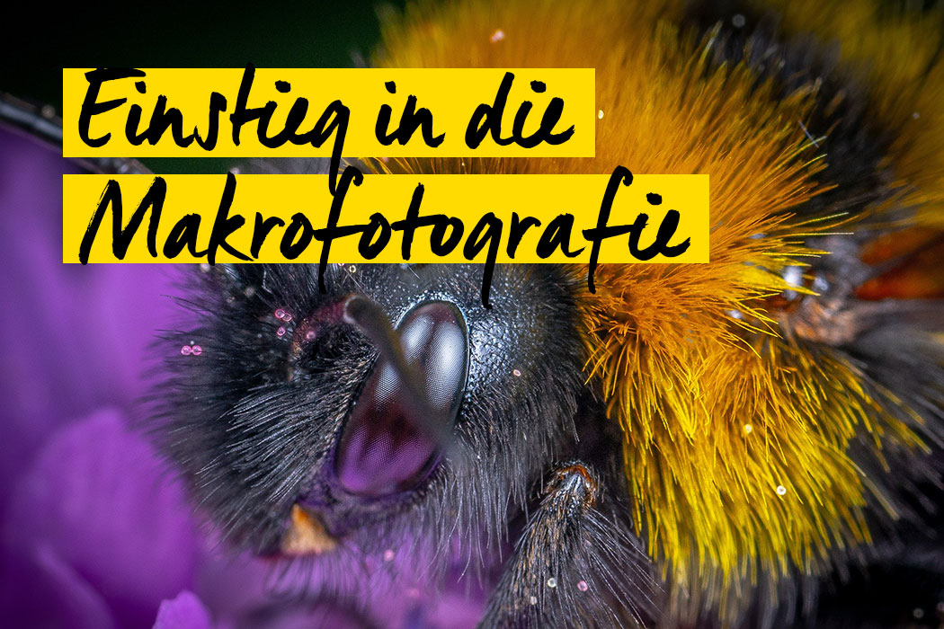 Makrofotografie für Anfänger