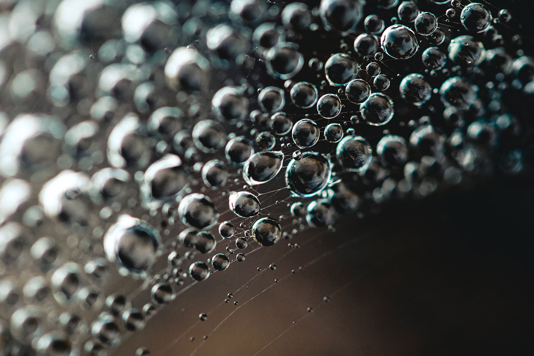 Wassertropfen als Makroaufnahme in Spinnennetz