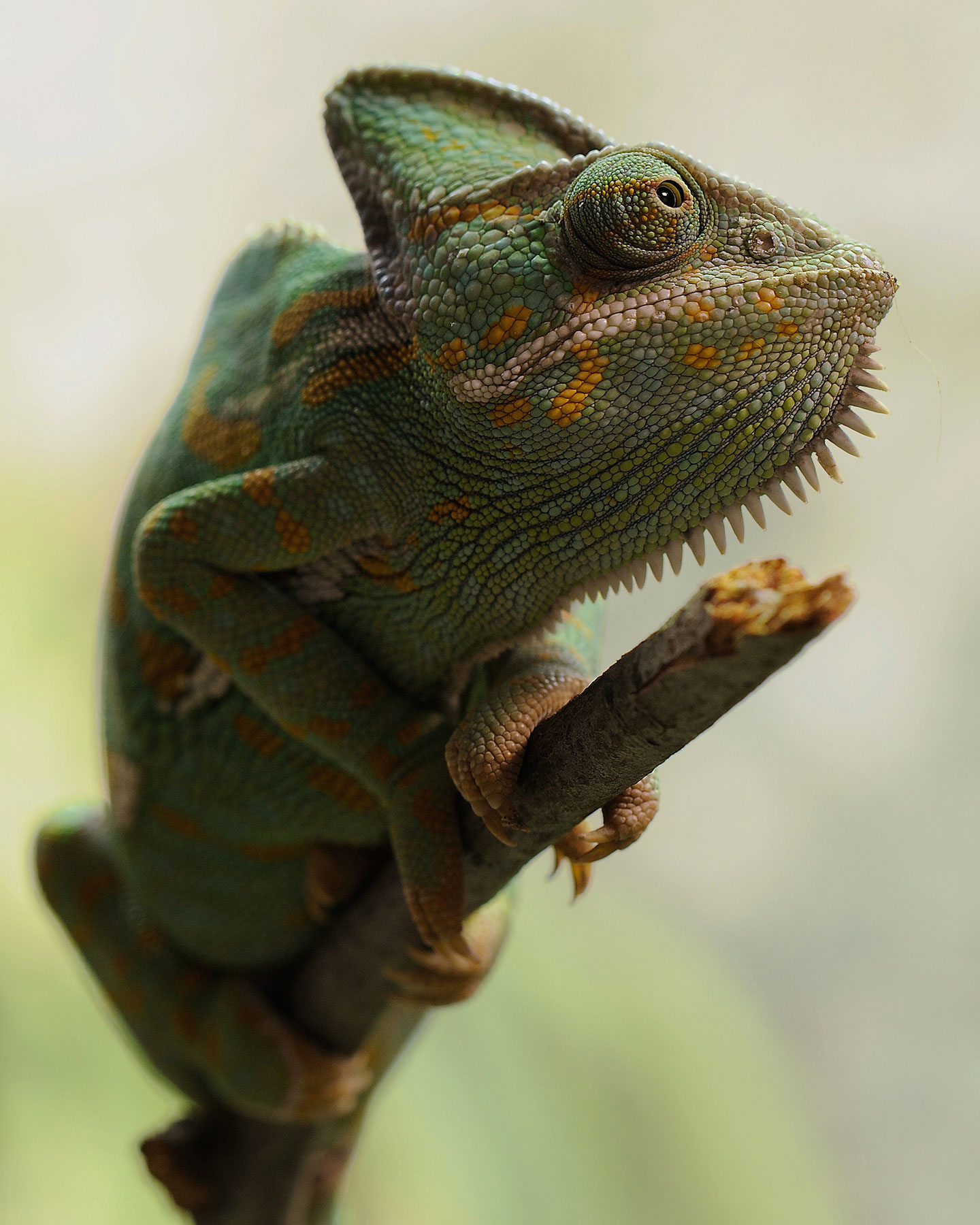 Makroaufnahmen von Amphibien aufnehmen