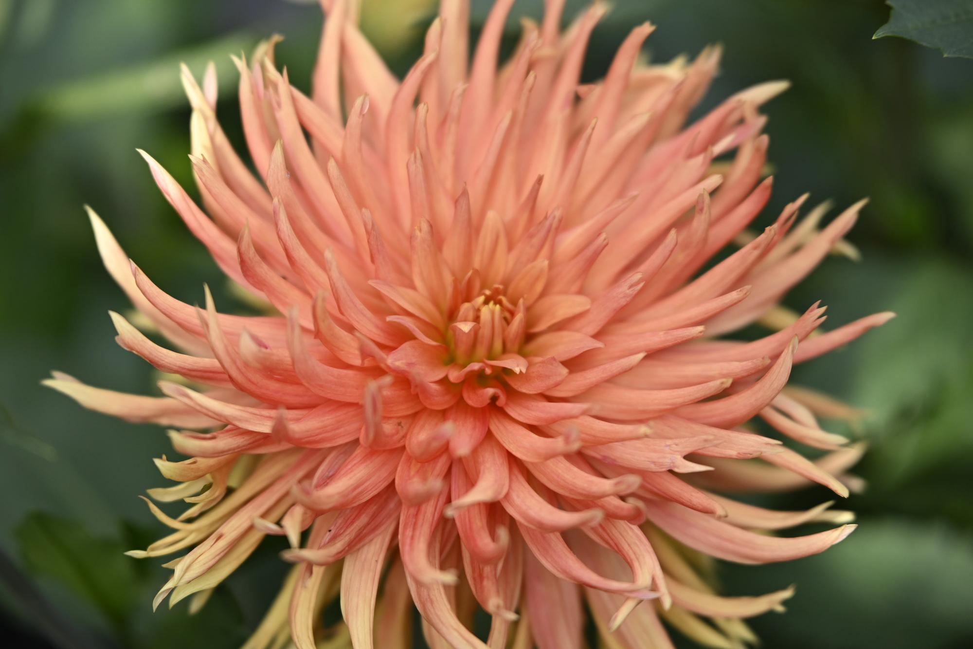 Tamron 35-150mm f2-2,8 Naheinstellungstest bei 150mm